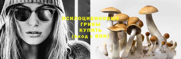 хмурый Абаза