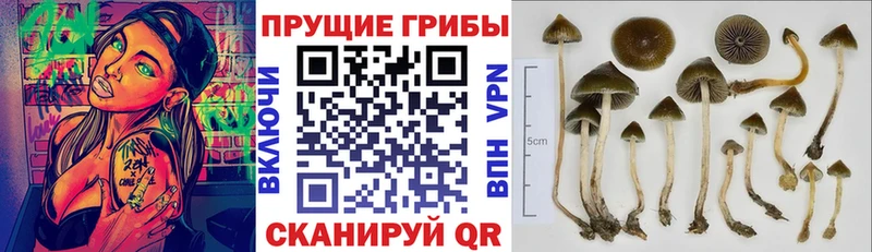 Галлюциногенные грибы Psilocybine cubensis Болохово